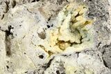 Agatized Fossil Coral - Florida #257855-1
